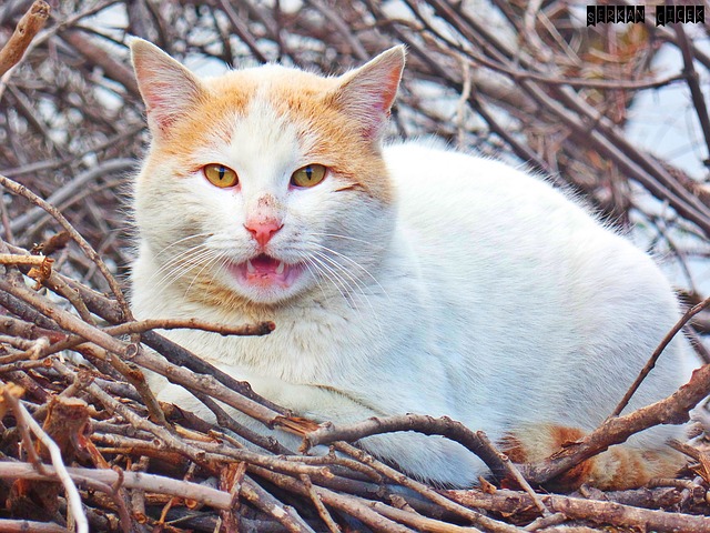 Free download sneaky cat looks teeth or something free picture to be edited with GIMP free online image editor