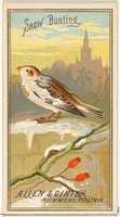 Free download Snow Bunting, from the Birds of America series (N4) for Allen & Ginter Cigarettes Brands free photo or picture to be edited with GIMP online image editor