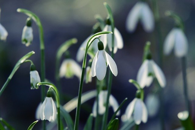 Free download snowdrop flower plant spring flower free picture to be edited with GIMP free online image editor