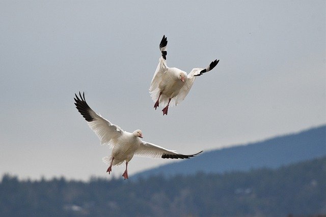 Free download snow geese birds flying animals free picture to be edited with GIMP free online image editor
