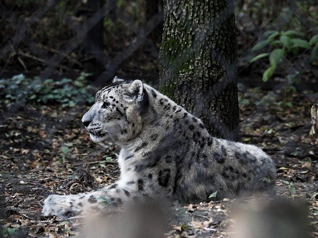 Free download snow leopard panther lies zoo cat free picture to be edited with GIMP free online image editor