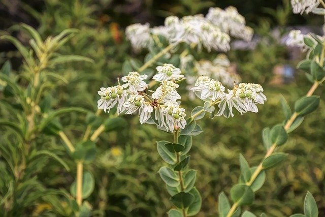 Free download snow on the mountain flowers plant free picture to be edited with GIMP free online image editor