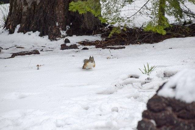 Tải xuống miễn phí Snow Squirrel Animal - ảnh hoặc hình ảnh miễn phí để chỉnh sửa bằng trình chỉnh sửa ảnh trực tuyến GIMP