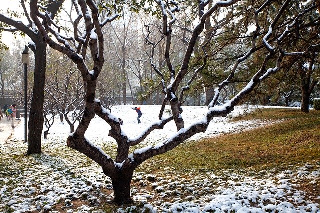 Free download Snow Trees Winter Forest -  free free photo or picture to be edited with GIMP online image editor