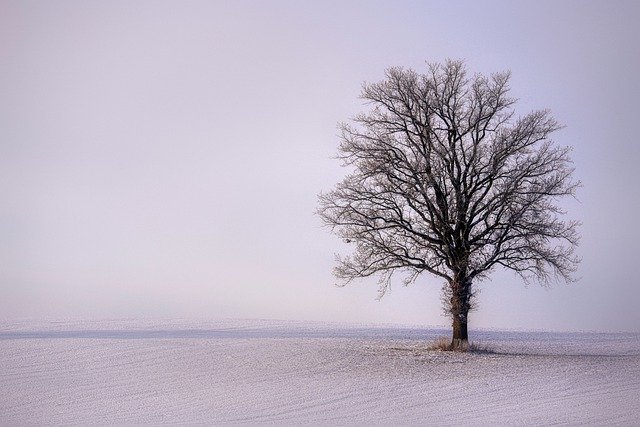 Free download snow winter tree quiet landscape free picture to be edited with GIMP free online image editor