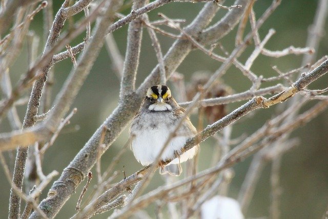 Free download song bird bird sparrow ornithology free picture to be edited with GIMP free online image editor