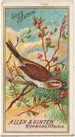 Free download Song Sparrow, from the Birds of America series (N4) for Allen & Ginter Cigarettes Brands free photo or picture to be edited with GIMP online image editor