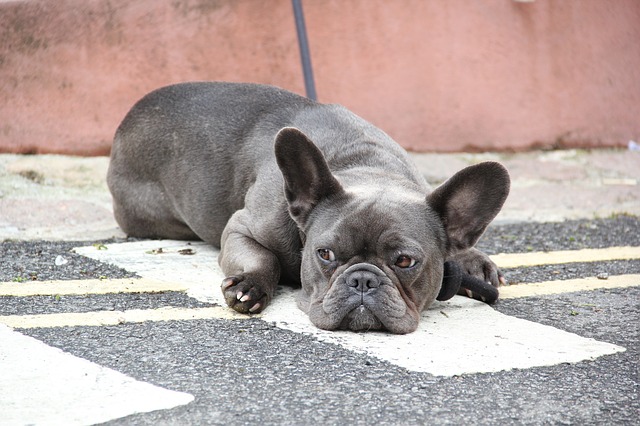 Free download south england st ives dogs free picture to be edited with GIMP free online image editor