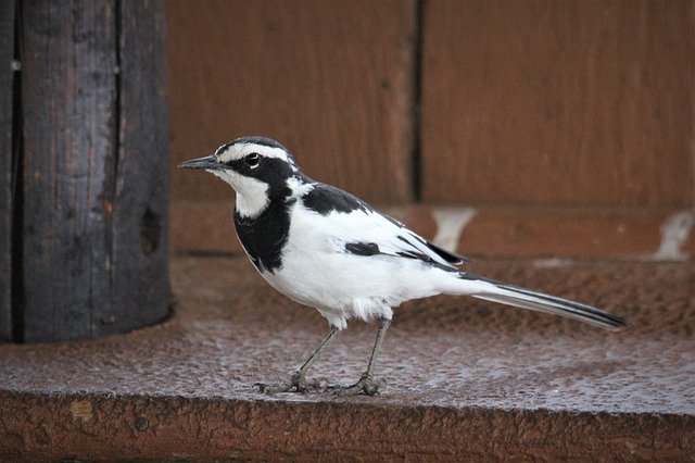 Free download southern pied babbler spots bird free picture to be edited with GIMP free online image editor