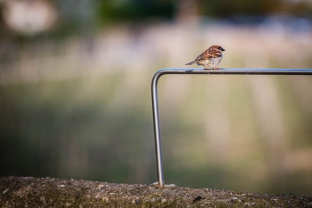 Free download sparrow bird animal feathers free picture to be edited with GIMP free online image editor