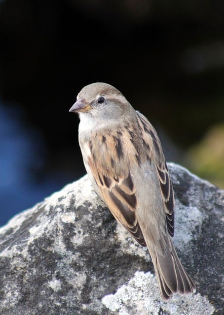 دانلود رایگان عکس Sperling Sparrow Songbird Wildlife رایگان برای ویرایش با ویرایشگر تصویر آنلاین رایگان GIMP