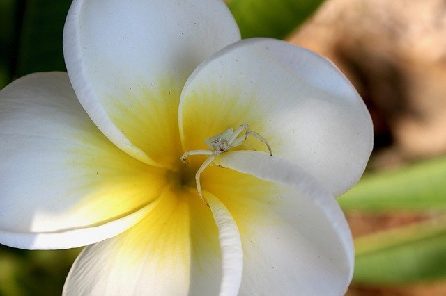 ດາວ​ໂຫຼດ​ຟຣີ Spider Flower Nature - ຮູບ​ພາບ​ຟຣີ​ຫຼື​ຮູບ​ພາບ​ທີ່​ຈະ​ໄດ້​ຮັບ​ການ​ແກ້​ໄຂ​ທີ່​ມີ GIMP ອອນ​ໄລ​ນ​໌​ບັນ​ນາ​ທິ​ການ​ຮູບ​ພາບ​