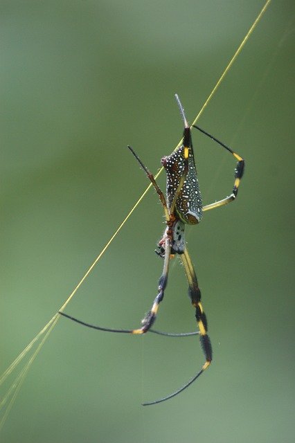 ดาวน์โหลดฟรี Spider Green Insects - ภาพถ่ายหรือรูปภาพฟรีที่จะแก้ไขด้วยโปรแกรมแก้ไขรูปภาพออนไลน์ GIMP