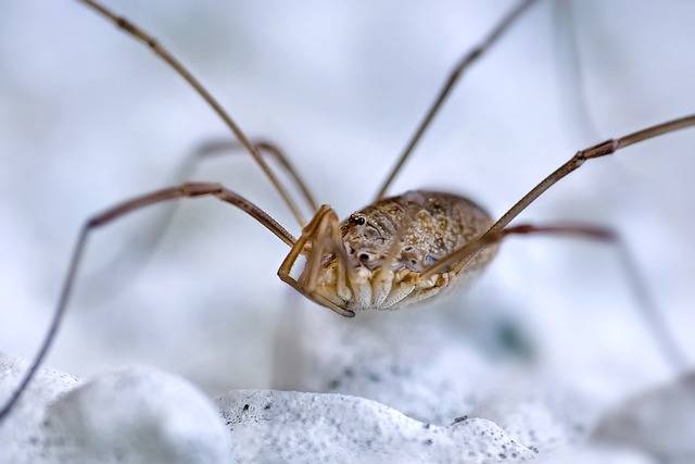 قم بتنزيل صورة مجانية لحشرة العنكبوت opiliones arachnids لتحريرها باستخدام محرر الصور المجاني عبر الإنترنت GIMP