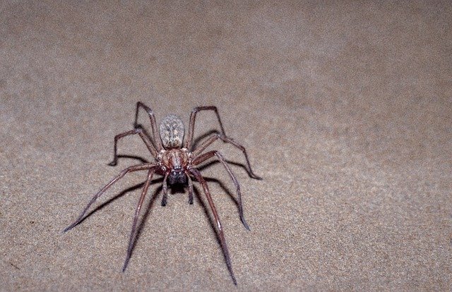 Muat turun percuma Spider Scary Insect - foto atau gambar percuma untuk diedit dengan editor imej dalam talian GIMP