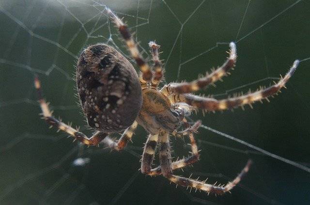 ดาวน์โหลด Spider Web Garden ฟรี - ภาพถ่ายหรือรูปภาพที่จะแก้ไขด้วยโปรแกรมแก้ไขรูปภาพออนไลน์ GIMP