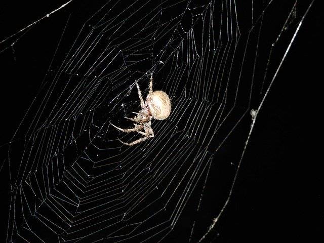 Kostenloser Download Spider Web Insects - kostenloses Foto oder Bild zur Bearbeitung mit GIMP Online-Bildbearbeitung