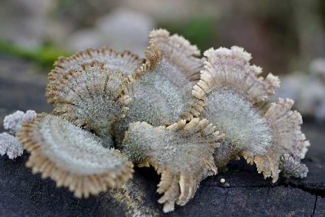 Free download splitgill mushroom mushrooms fungi free picture to be edited with GIMP free online image editor