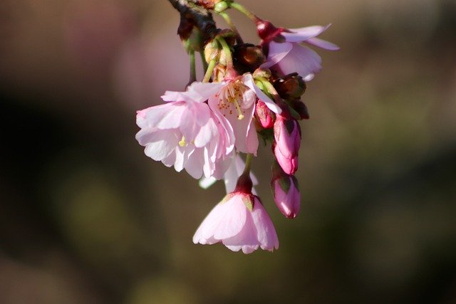 Free download spring cherry flowers branch free picture to be edited with GIMP free online image editor