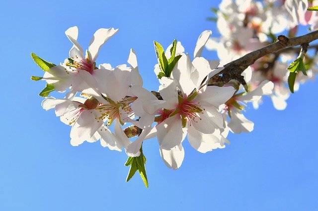 הורדה חינם Spring Flower Kikelet - תמונה או תמונה בחינם לעריכה עם עורך התמונות המקוון GIMP