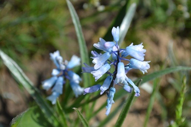 Tải xuống miễn phí Spring Flowers Flora - ảnh hoặc hình ảnh miễn phí để chỉnh sửa bằng trình chỉnh sửa ảnh trực tuyến GIMP