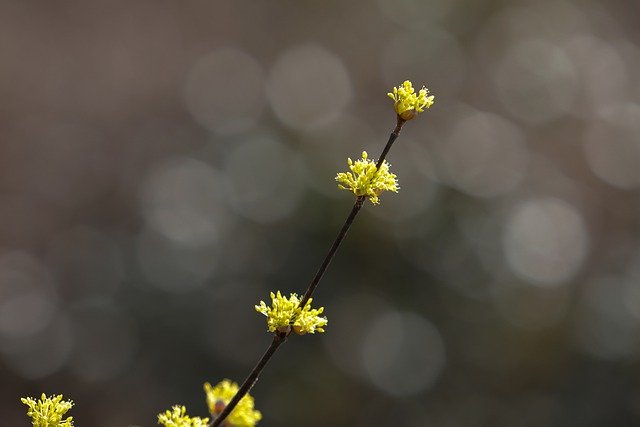 Free download spring flowers flowers corn milk free picture to be edited with GIMP free online image editor