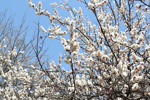 ดาวน์โหลดฟรี Spring Flowers Tree Cherry - ภาพถ่ายหรือภาพฟรีที่จะแก้ไขด้วยโปรแกรมแก้ไขรูปภาพ GIMP ออนไลน์