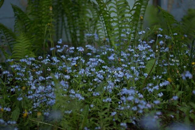 Free download spring forget me nots ferns blue free picture to be edited with GIMP free online image editor