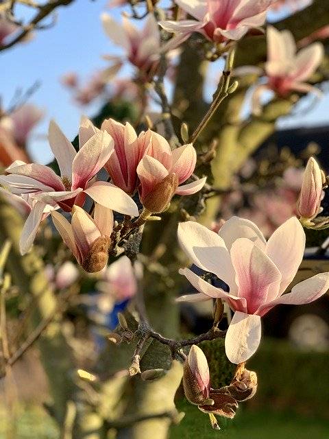 تنزيل Spring Magnolia Plant مجانًا - صورة أو صورة مجانية ليتم تحريرها باستخدام محرر الصور عبر الإنترنت GIMP