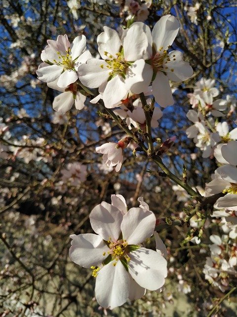 免费下载 Spring Nature Flower - 使用 GIMP 在线图像编辑器编辑的免费照片或图片