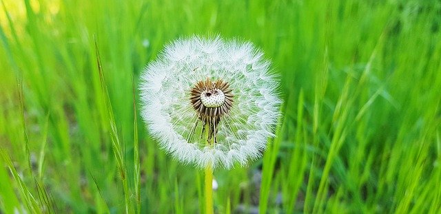 免费下载 Spring Nature Flowers - 使用 GIMP 在线图像编辑器编辑的免费照片或图片