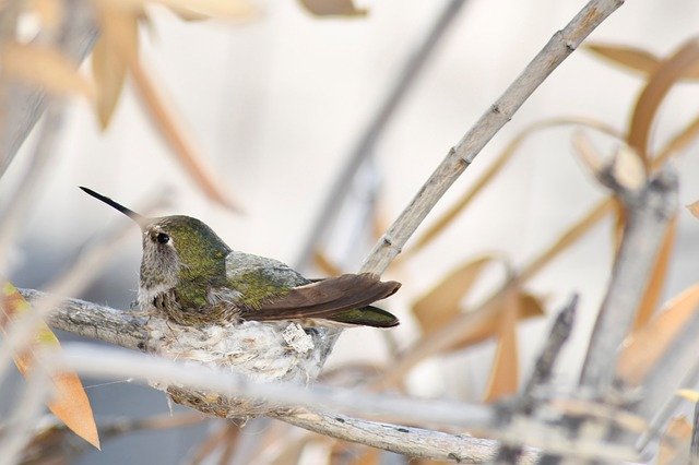 تنزيل Spring Nest Bird مجانًا - صورة مجانية أو صورة لتحريرها باستخدام محرر الصور عبر الإنترنت GIMP