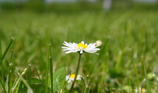 ດາວໂຫຼດຟຣີ Spring Summer Flowers - ຮູບພາບຫຼືຮູບພາບທີ່ບໍ່ເສຍຄ່າເພື່ອແກ້ໄຂດ້ວຍຕົວແກ້ໄຂຮູບພາບອອນໄລນ໌ GIMP