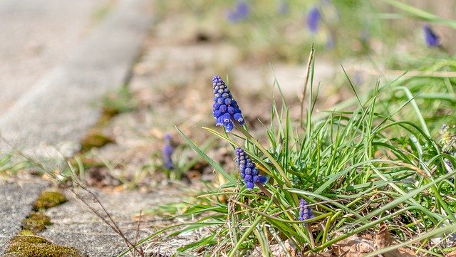 Download gratuito Spring Sun Muscari Armeniacum - foto o immagine gratuita da modificare con l'editor di immagini online GIMP