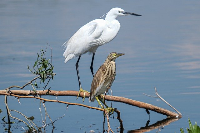 Free download squacco heron birdwatching free picture to be edited with GIMP free online image editor