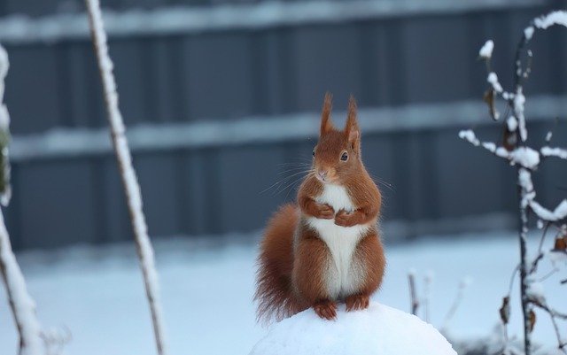 Free download squirrel animal winter snow nature free picture to be edited with GIMP free online image editor