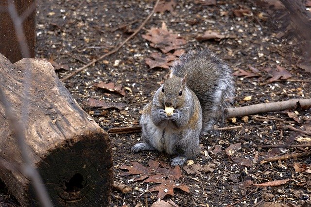 Free download squirrel forest foraging wildlife free picture to be edited with GIMP free online image editor