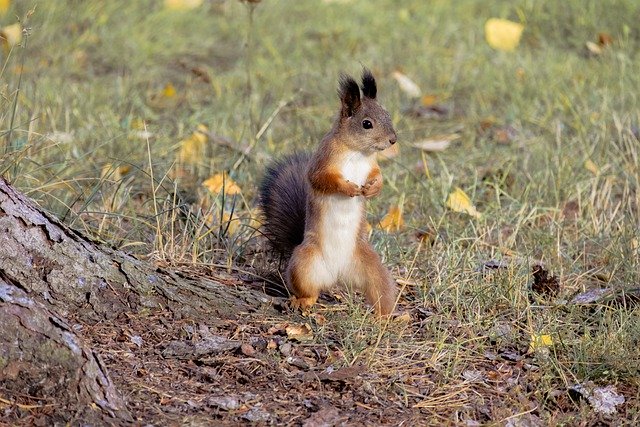 Free download squirrel grass gnawer mammalian free picture to be edited with GIMP free online image editor