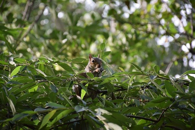 Free download squirrel gray england uk free picture to be edited with GIMP free online image editor