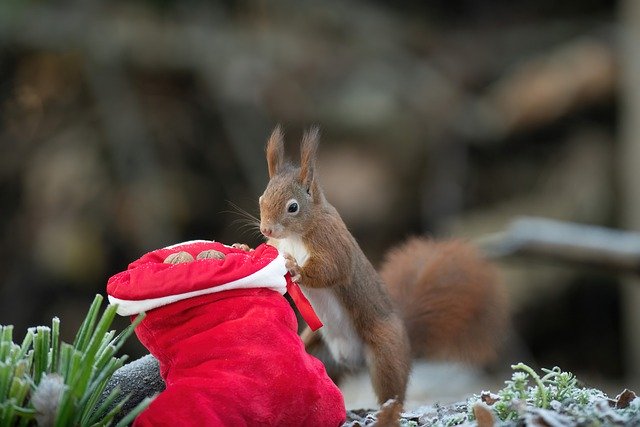 Free download Squirrel Rodent Animal -  free photo or picture to be edited with GIMP online image editor