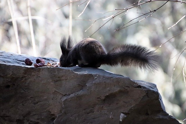 Free download squirrel rodent animal rock free picture to be edited with GIMP free online image editor