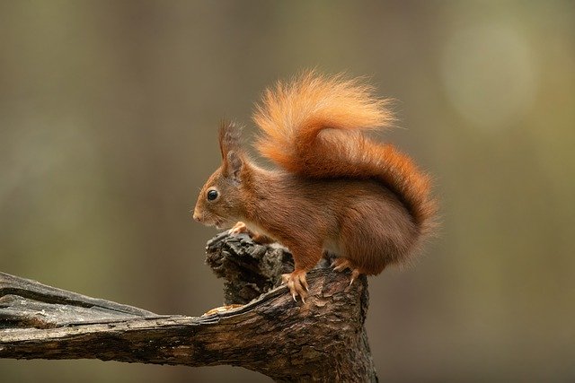 Free download squirrel rodent branch mammal free picture to be edited with GIMP free online image editor