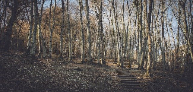 Kostenloser Download Stairs Trees Autumn - kostenloses kostenloses Foto oder Bild zur Bearbeitung mit GIMP Online-Bildbearbeitung