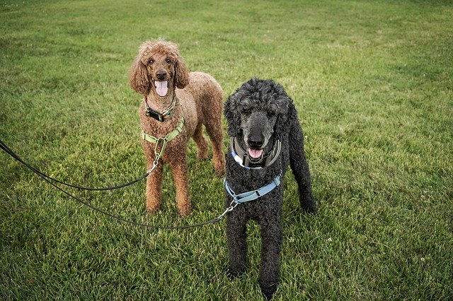 ดาวน์โหลดฟรี Standard Poodles Big - รูปภาพหรือรูปภาพฟรีที่จะแก้ไขด้วยโปรแกรมแก้ไขรูปภาพออนไลน์ GIMP