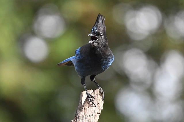 Descarga gratuita de fotografía de pájaros de steller s jay, imagen gratuita de pájaros para editar con el editor de imágenes en línea gratuito GIMP