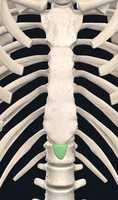 Free download Sternum, Xiphoid Process free photo or picture to be edited with GIMP online image editor