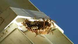 Free download Sting Macro Insects Hive -  free video to be edited with OpenShot online video editor