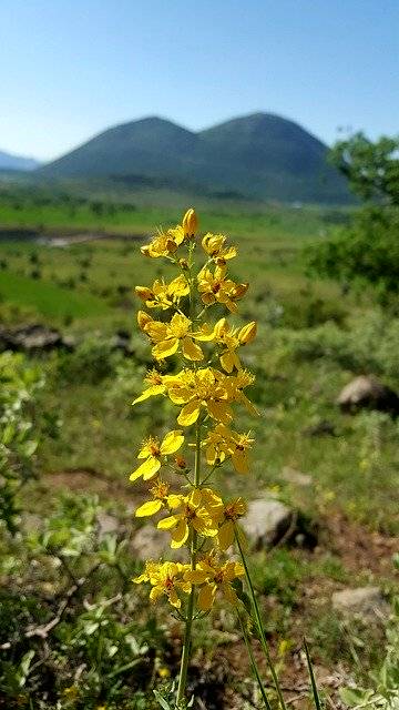 Tải xuống miễn phí Núi hoa St JohnS Wort - ảnh hoặc hình ảnh miễn phí được chỉnh sửa bằng trình chỉnh sửa hình ảnh trực tuyến GIMP