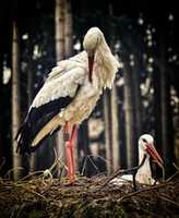 Free download stork-3678282 free photo or picture to be edited with GIMP online image editor