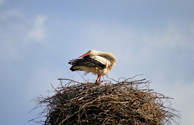 Free download stork bird nest rattle stork free picture to be edited with GIMP free online image editor